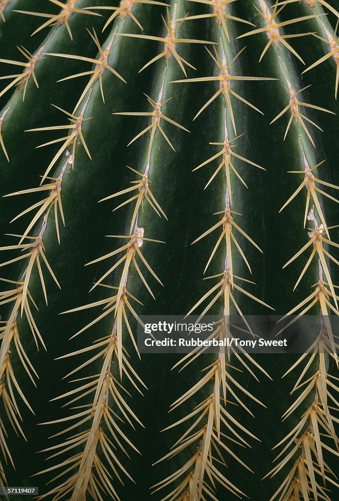 Close-up of a cactus