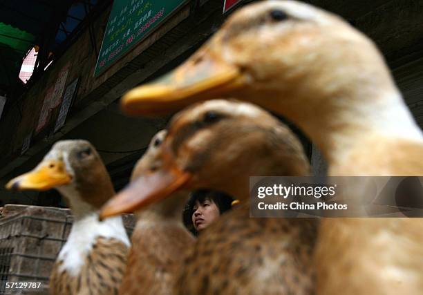 Vendor waits for customers as ducks for sale roost at a stall of a market March 19, 2006 in Chongqing Municipality, China. Since China took effective...