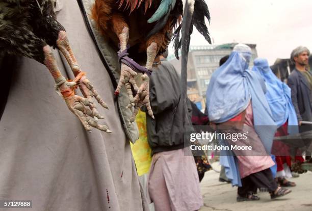 Afghan women walk past poultry for sale at an outdoor market on March 19, 2006 in Kabul, Afghanistan. The United Nations and the Afghan government...
