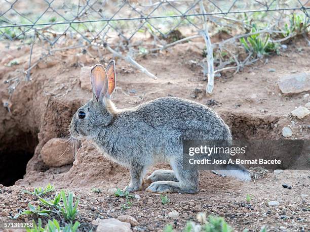 rabbit running towards his burrow . ( species oryctolagus cuniculus.) - rabbit burrow bildbanksfoton och bilder