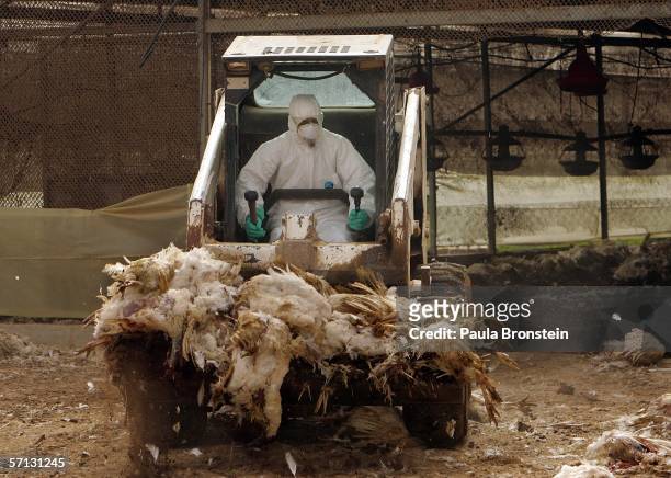 Worker drives a tractor collecting dead turkeys inside a quarantined kibbutz on March 19, 2006 in the southern Israeli farming community of Holit,...