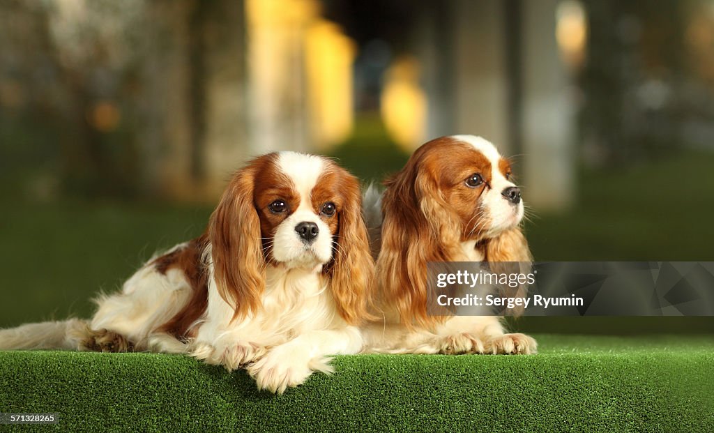 Cavalier King Charles Spaniels.