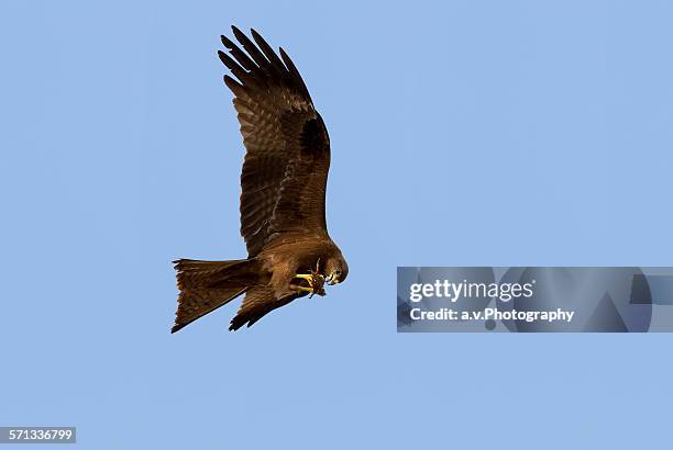 imperial eagle in flight holding food - aquila heliaca stock pictures, royalty-free photos & images