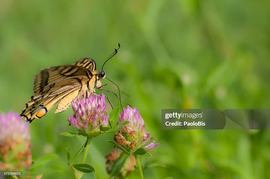 Old world swallowtail, papilio machaon butterfly