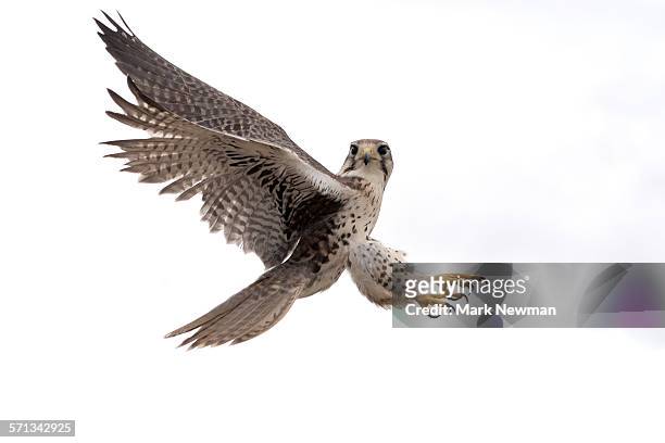 peregrine falcon - raubvogel stock-fotos und bilder