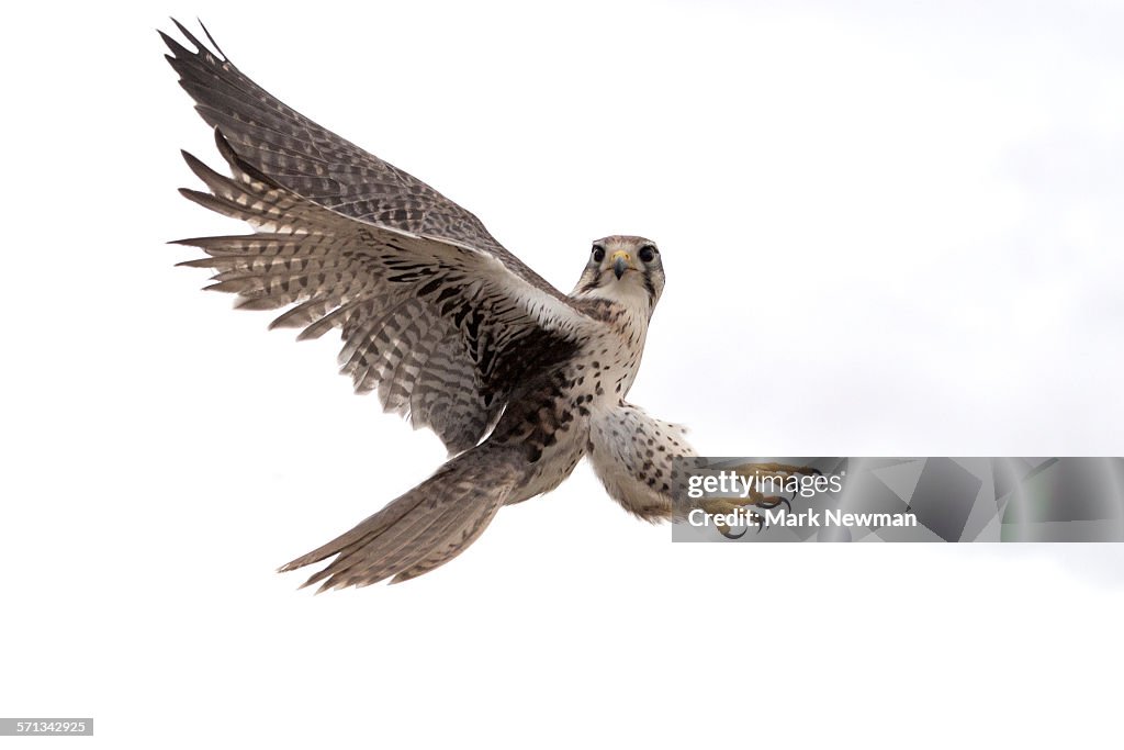 Peregrine Falcon