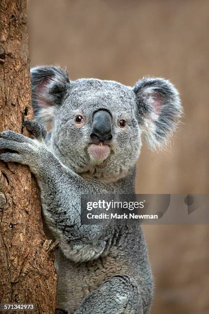 koala closeup - coala imagens e fotografias de stock