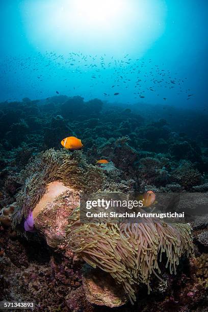 maldive anemonefish on sea anemone - amphiprion akallopisos stock pictures, royalty-free photos & images