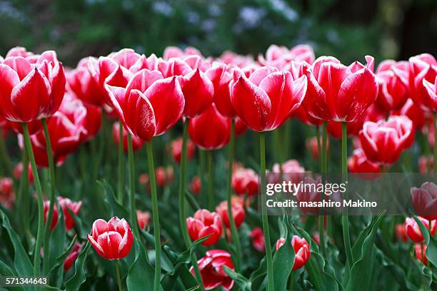 tulips - lily flowered tulip stockfoto's en -beelden