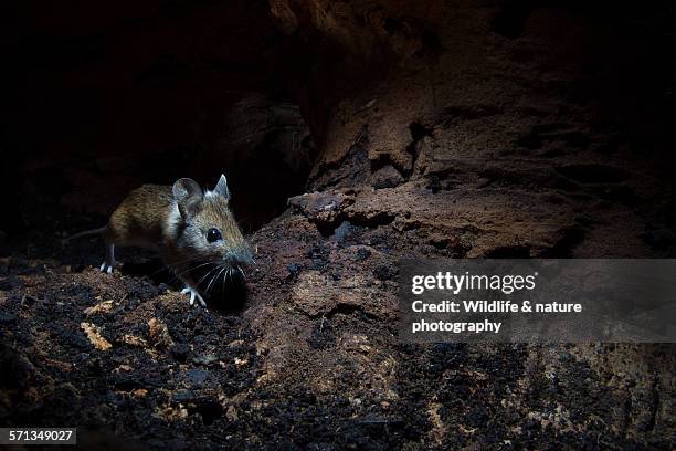 wood mouse - wood mouse stock pictures, royalty-free photos & images