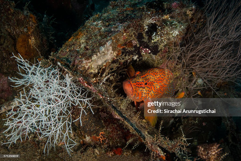 A coral hind on Kudagiri shipwreck, Maldives