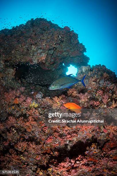 a coral hind and a bluefin trevelly prey in a reef - coral hind stock pictures, royalty-free photos & images