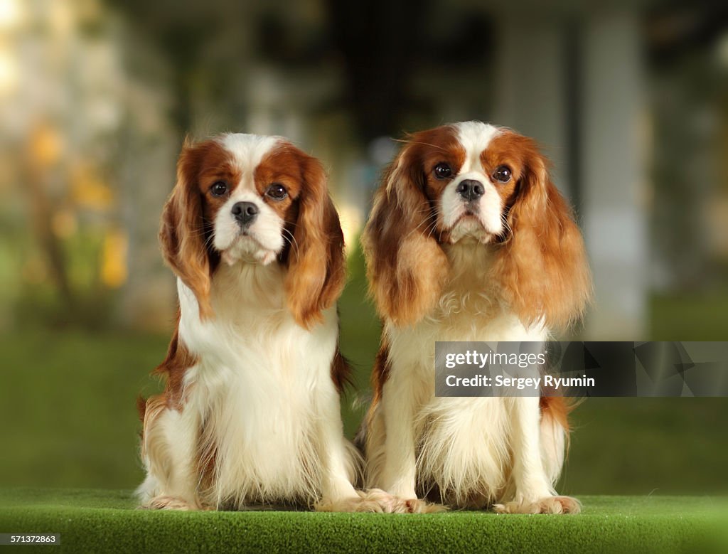 Cavalier King Charles Spaniels.