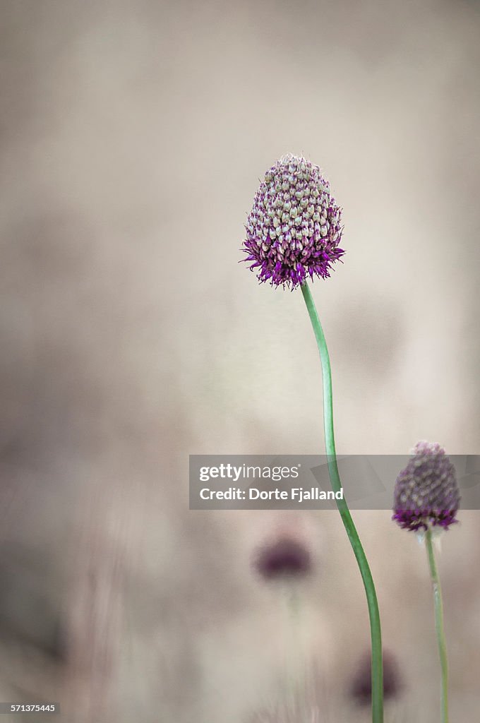 A few wild flowers