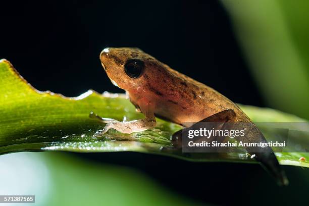 a juvenile tree frog with backlighting - kaulquappe stock-fotos und bilder
