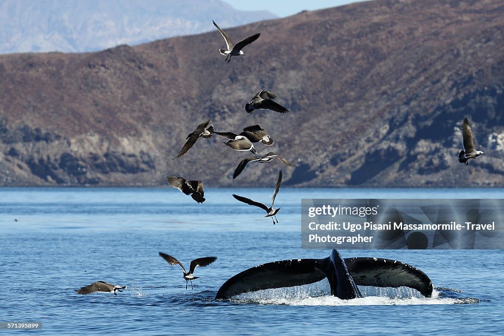 Whale and seagulls