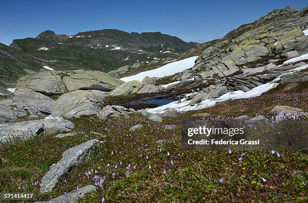 alpine snowbell (blue moonwort) - blue moonwort stock pictures, royalty-free photos & images