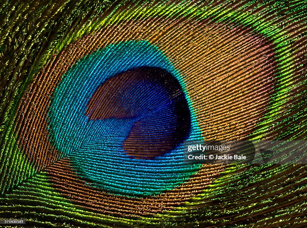 Peacock feather close-up