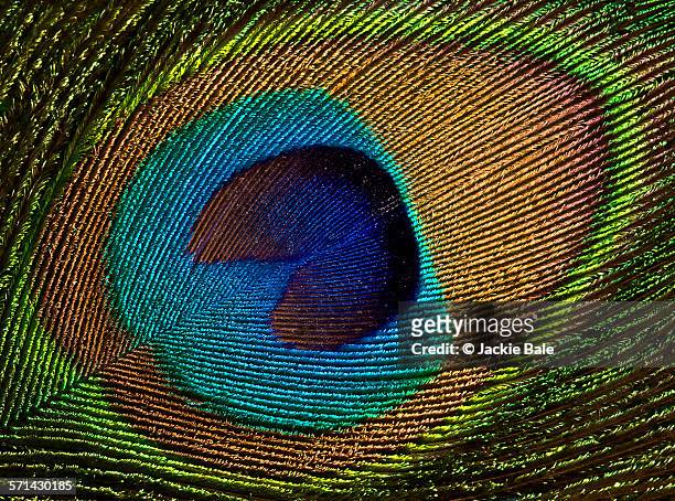 peacock feather close-up - pauwenveer stockfoto's en -beelden