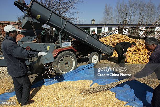 Farmers peel corncobs at a farmer's yard in Xiejiagou Village March 21, 2006 in the outskirt of Nongan County of Jilin Province, China. China will...