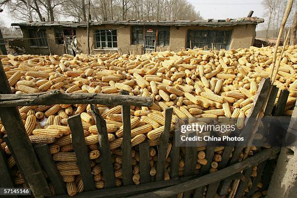 Corncobs are seen at a farmer's yard in Xiejiagou Village March 21, 2006 in the outskirt of Nongan County of Jilin Province, China. China will...