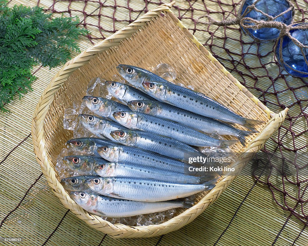 Sardine