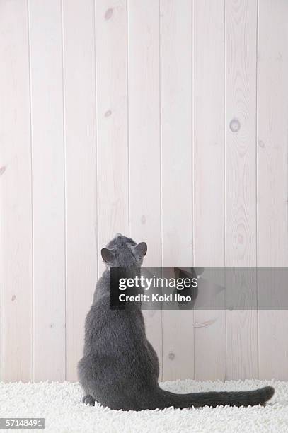 Cat Rear 941 Cat Back View Stock Photos, High-Res Pictures, and Images - Getty ...
