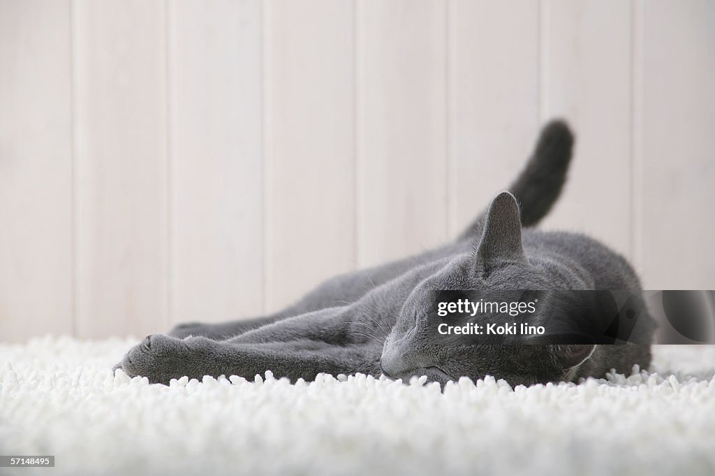 Russian blue cat sleeping