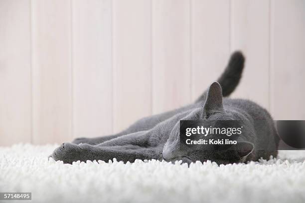 russian blue cat sleeping - russian blue cat stock pictures, royalty-free photos & images