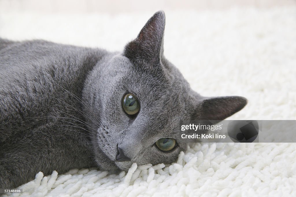Russian blue cat looking at camera