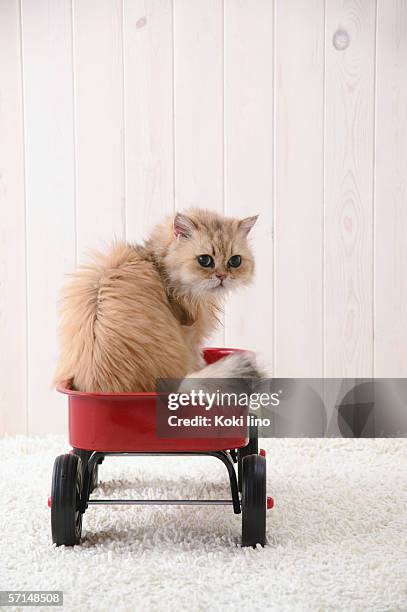 Chinchilla Cat Sitting In A Toy Wagon, Stockfoto