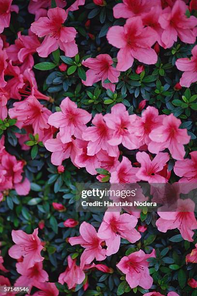 pink azalea (rhododendron simsii) - rhododendron stock pictures, royalty-free photos & images