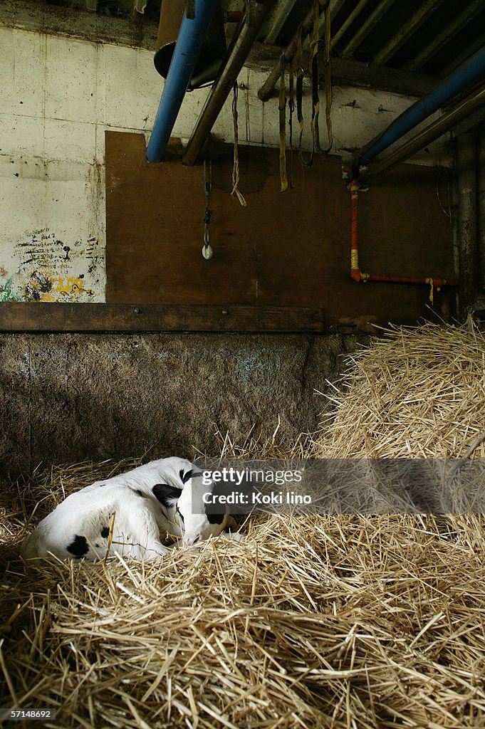 Calf lying in hay