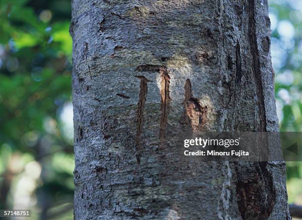 claw mark of bears on tree trunk - claw marks stock pictures, royalty-free photos & images