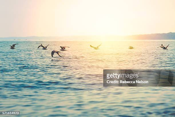 a flight of seagulls over lake michigan - horizon over land stock pictures, royalty-free photos & images