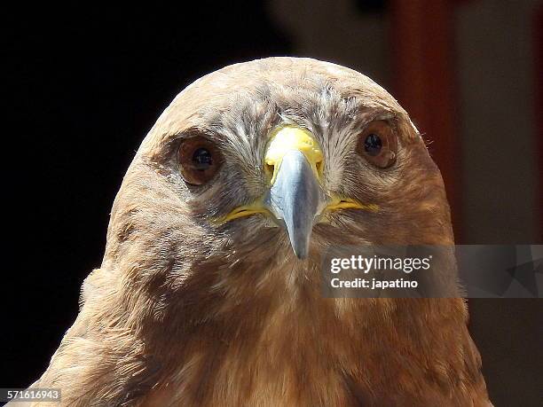 jamaican buzzard. buteo jamaicensis - saker falcon falco cherrug stock pictures, royalty-free photos & images