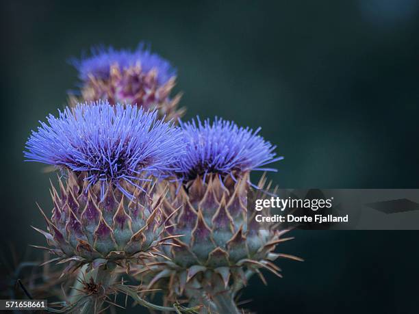 mediterranean milk thistle - dorte fjalland fotografías e imágenes de stock