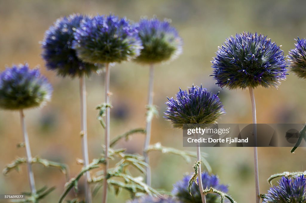 Flowering globe thistles