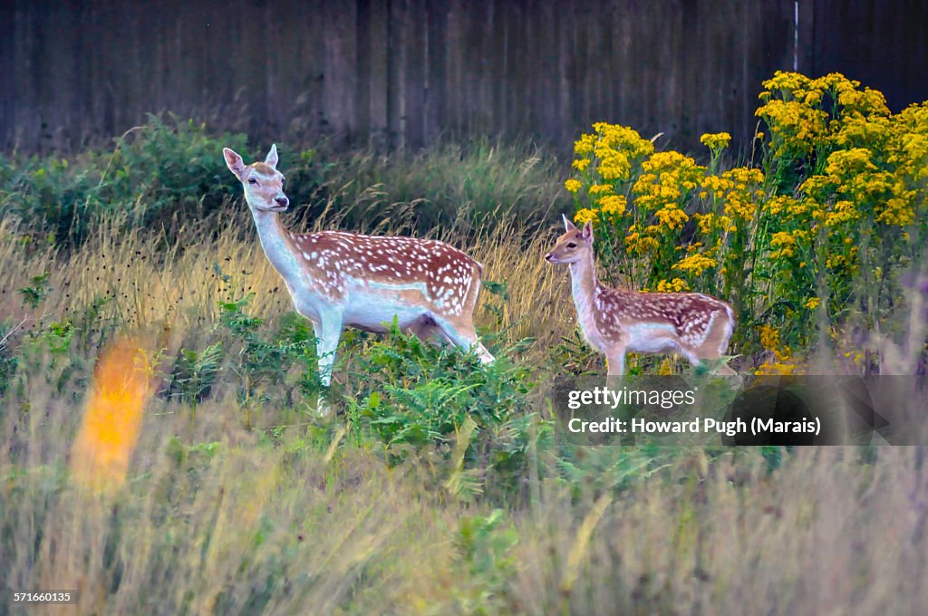 Wild yellow flowers and fallow deers