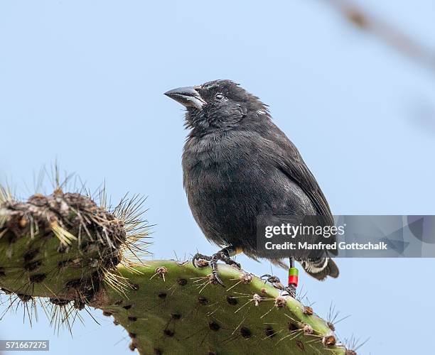 cactus finch isla santa cruz - finches foto e immagini stock