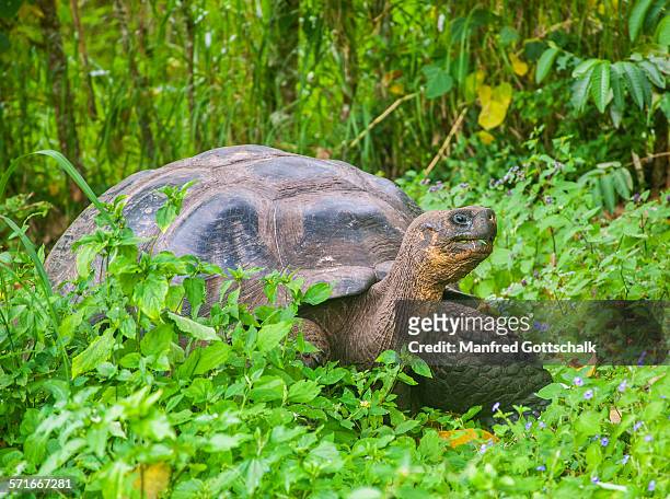 giant galapagos tortoise - galapagos giant tortoise stock-fotos und bilder