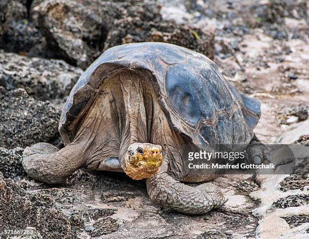 'lonesome george' historic image - charles darwin research station stock pictures, royalty-free photos & images