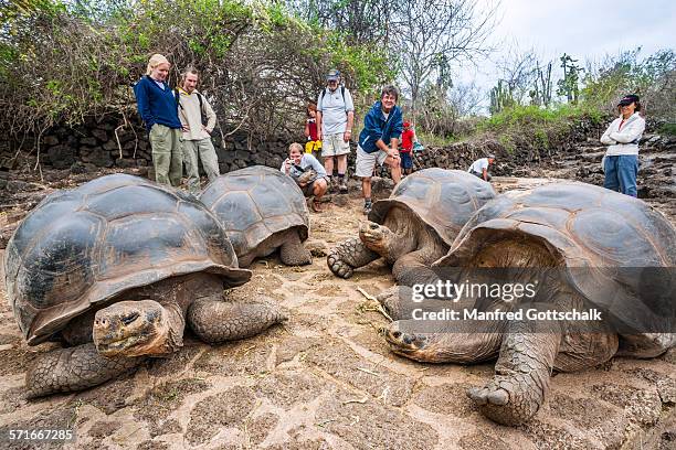 mauch admired giant tortoises - charles darwin research station stock pictures, royalty-free photos & images