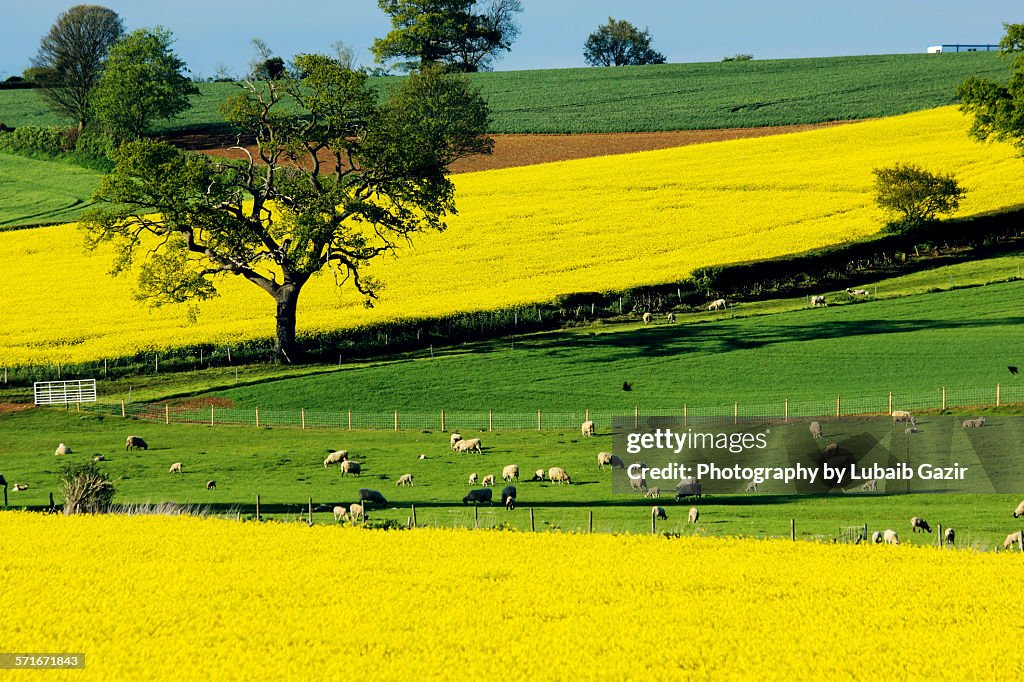 The English Countryside