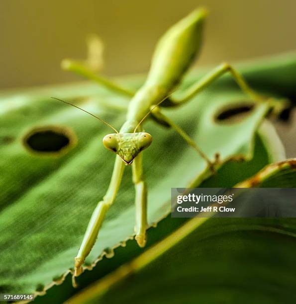 Mantis Fae Carolina Mantis Photos and Premium High Res Pictures - Getty Images