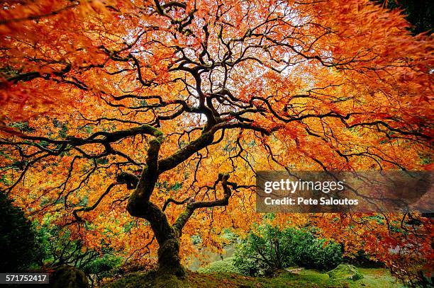 japanese maple with silhouetted trunk and orange and red leaves - japanischer garten stock-fotos und bilder