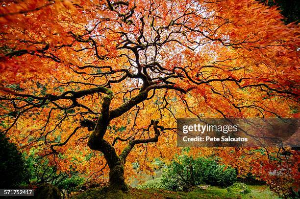 japanese maple with silhouetted trunk and orange and red leaves - jardín japonés fotografías e imágenes de stock