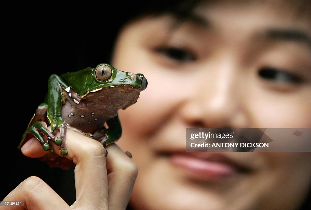 Erica Lo holds a Monkey Tree Frog at an