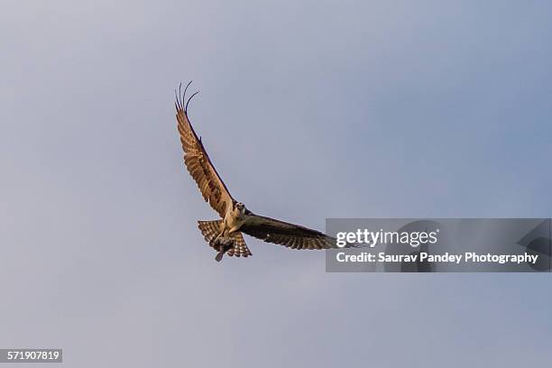 osprey in flight - ニュージャージー州サンディフック ストックフォトと画像