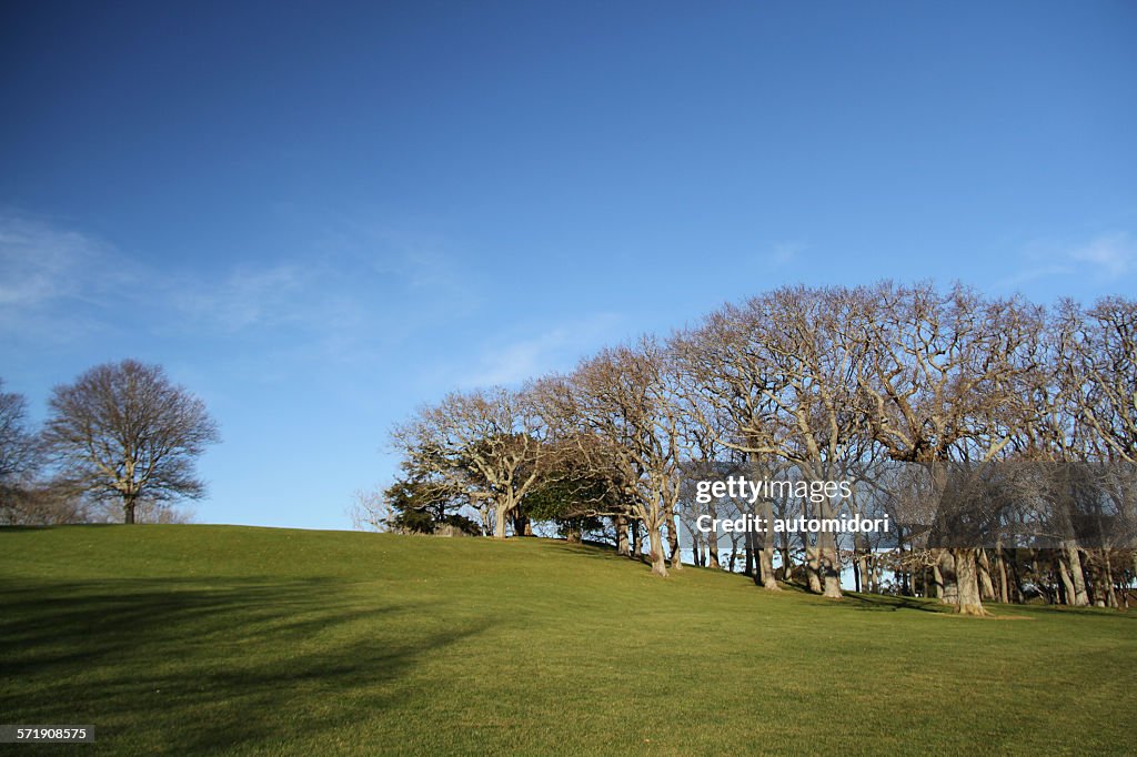 Auckland Domain in Winter
